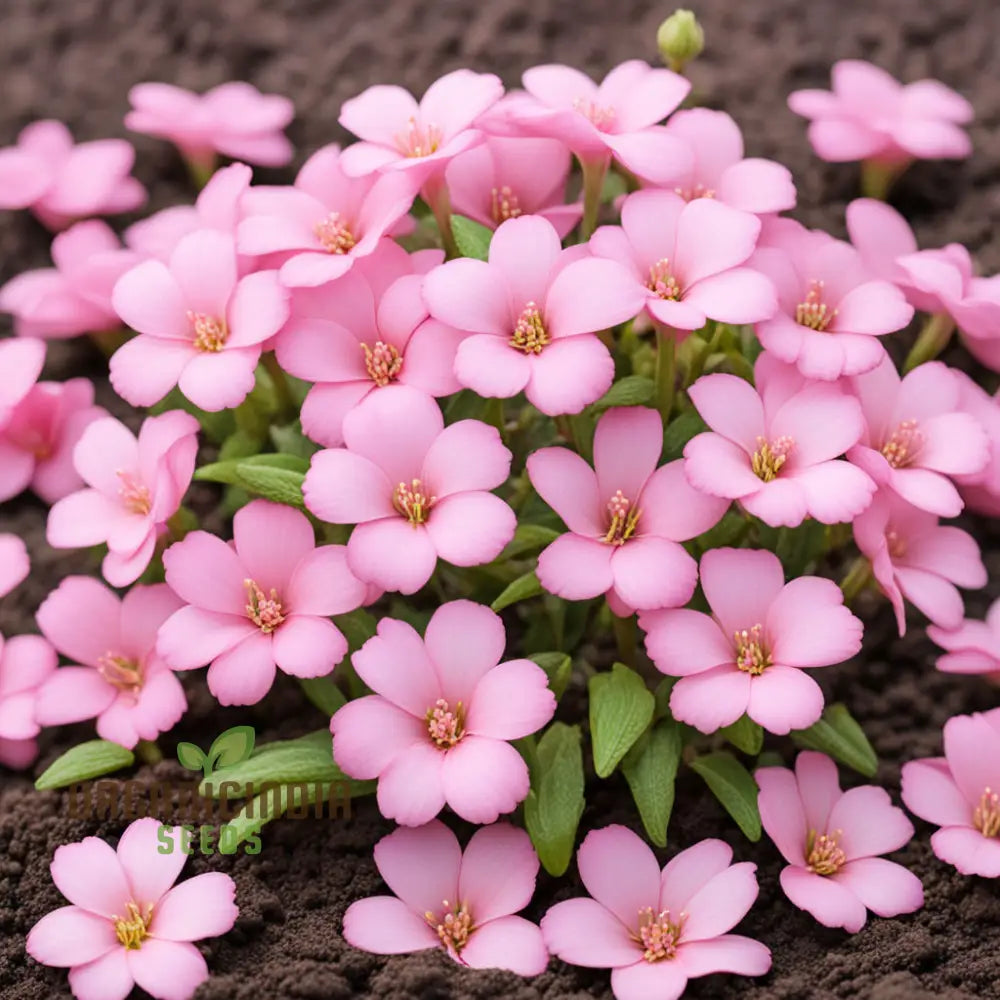 Baby Pink Yulan Flower Seeds – Elevate Your Gardening Experience With Delicate Blooms And Endless