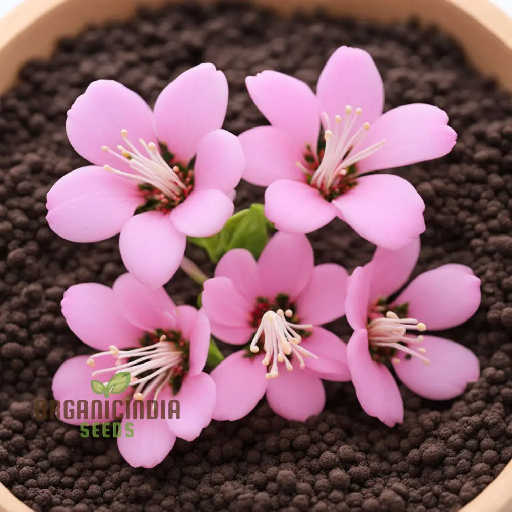 Baby Pink Yulan Flower Seeds – Elevate Your Gardening Experience With Delicate Blooms And Endless