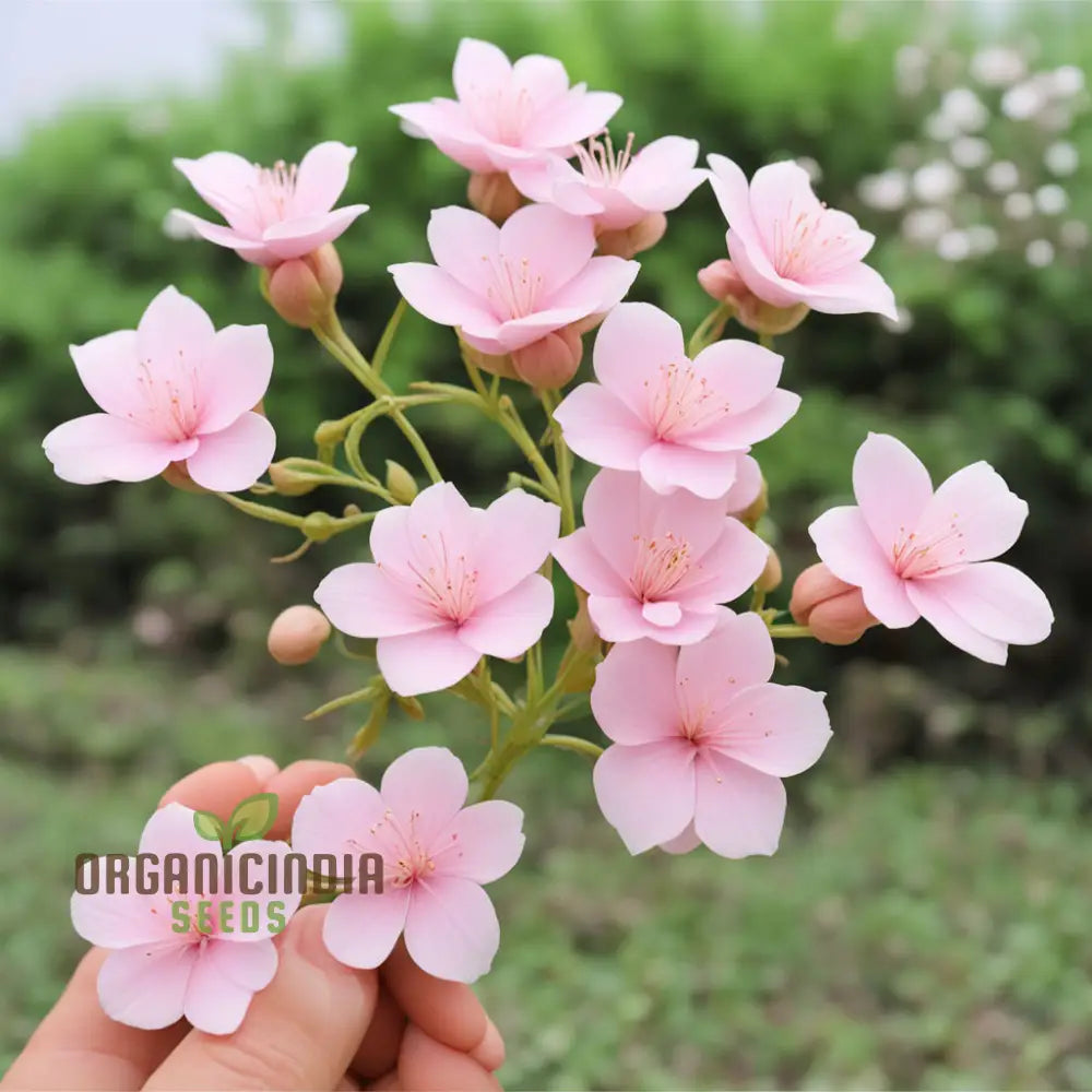 Baby Pink Yulan Flower Seeds – Elevate Your Gardening Experience With Delicate Blooms And Endless