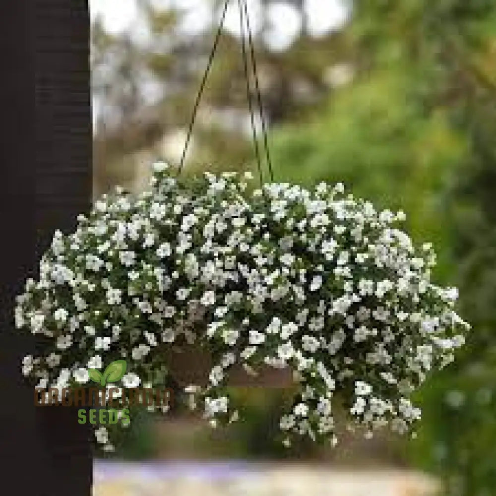 Bacopa Snowtopia Flower Seeds Cultivate Elegance In Your Garden With Expert Planting And Gardening