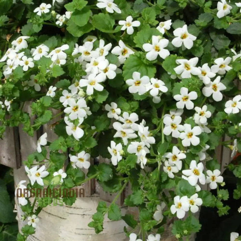 Bacopa Snowtopia Flower Seeds Cultivate Elegance In Your Garden With Expert Planting And Gardening