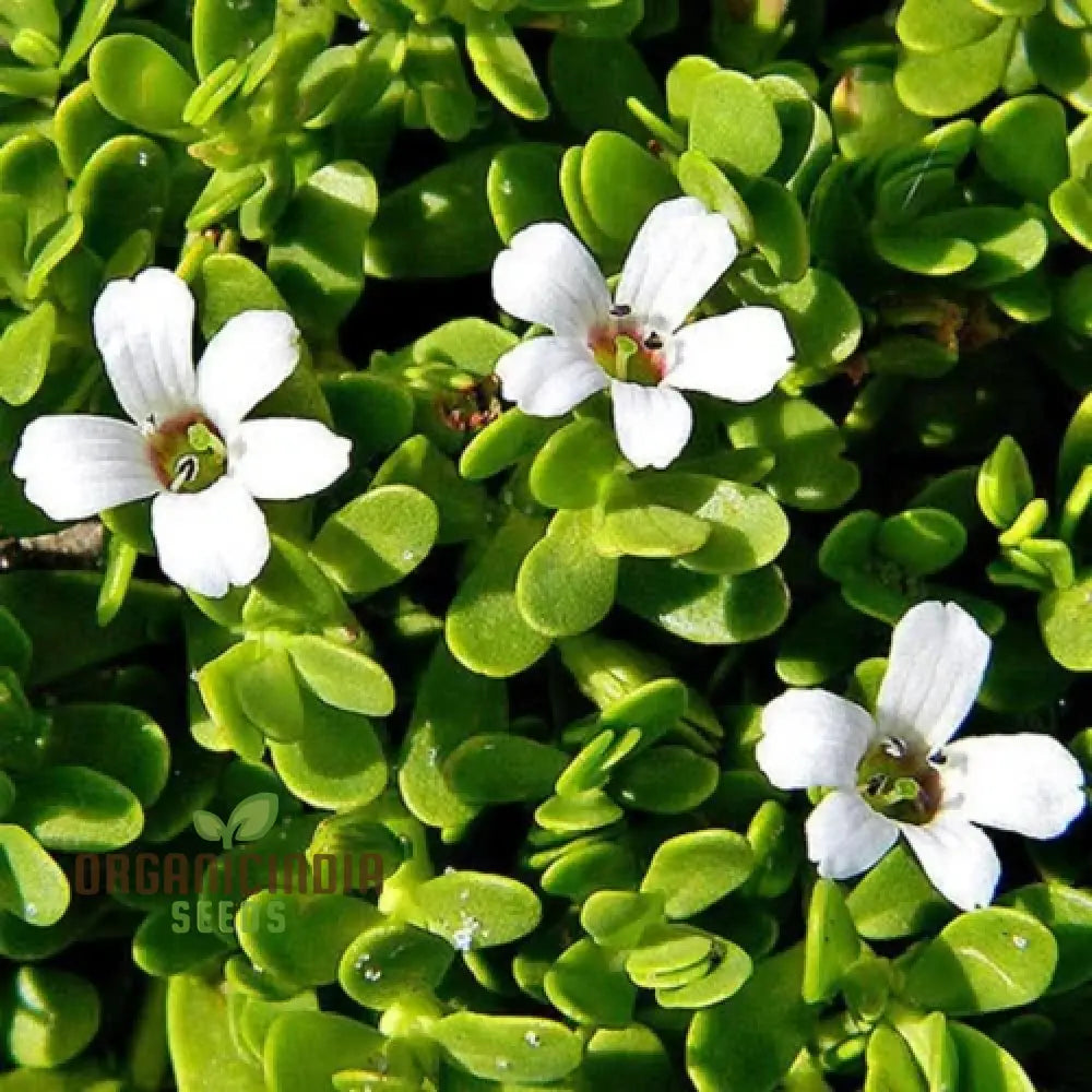 Bacopa Snowtopia Flower Seeds Cultivate Elegance In Your Garden With Expert Planting And Gardening