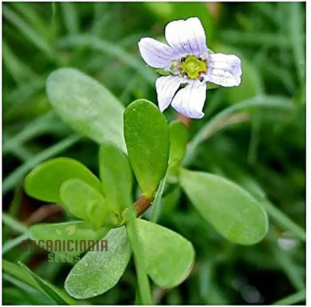 Bacopa Snowtopia Flower Seeds Cultivate Elegance In Your Garden With Expert Planting And Gardening