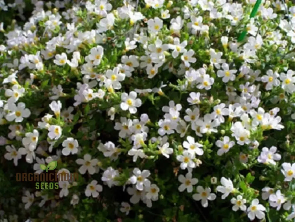 Bacopa Snowtopia Flower Seeds Cultivate Elegance In Your Garden With Expert Planting And Gardening