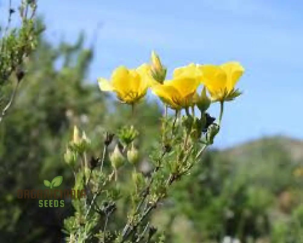 Balbisia Peduncularis Seeds For Planting- Exquisite Perennial For Your Enchanted Garden Sanctuary