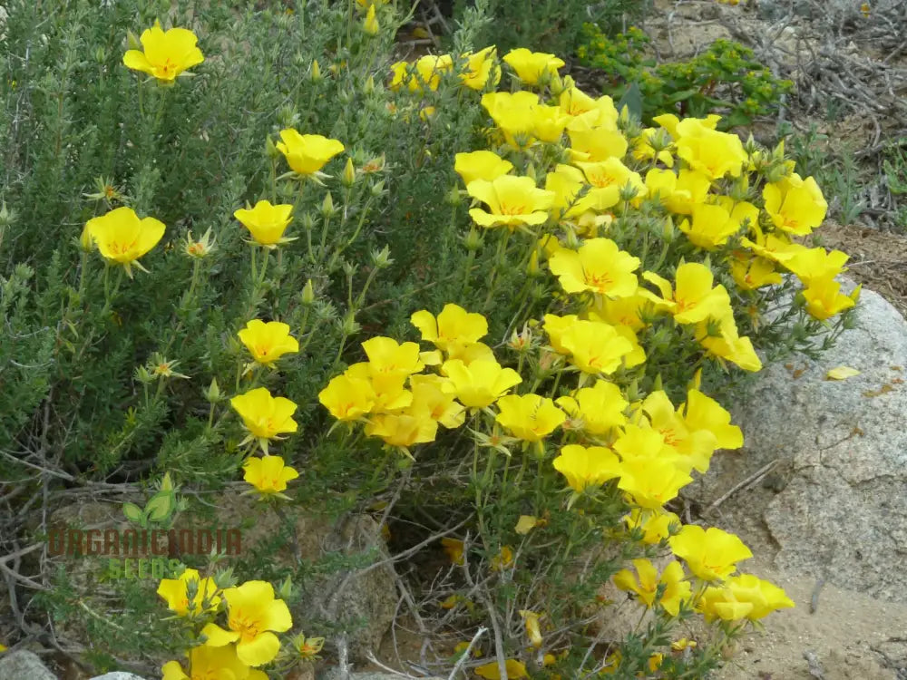 Balbisia Peduncularis Seeds For Planting- Exquisite Perennial For Your Enchanted Garden Sanctuary