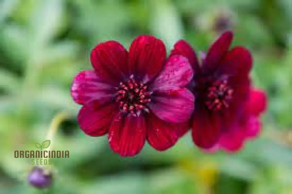 Balkan Orchard Beak Dark Red Flower Seeds Rare And Striking Blooms For Vibrant Gardens Perennials