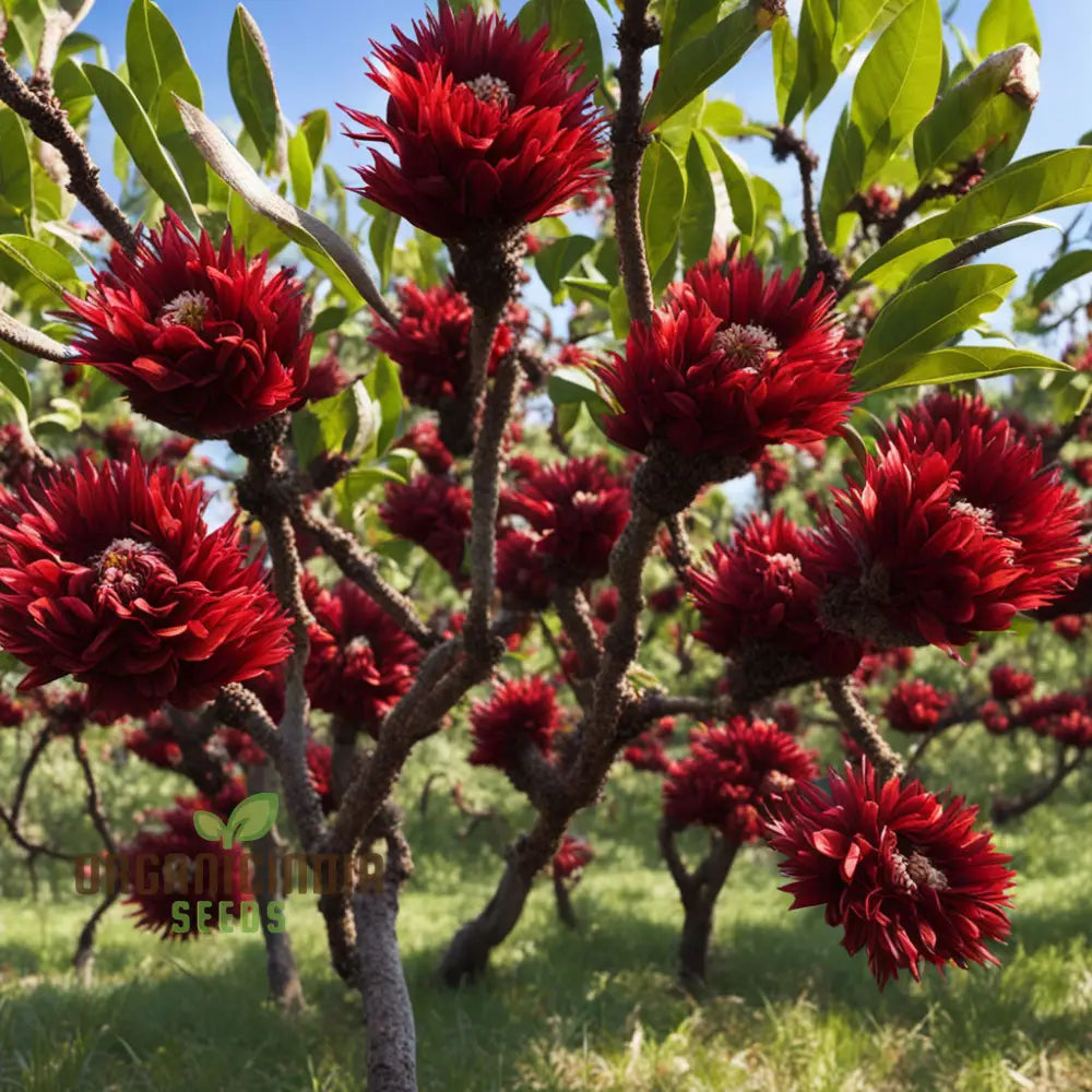 Balkan Orchard Beak Dark Red Flower Seeds Rare And Striking Blooms For Vibrant Gardens Perennials