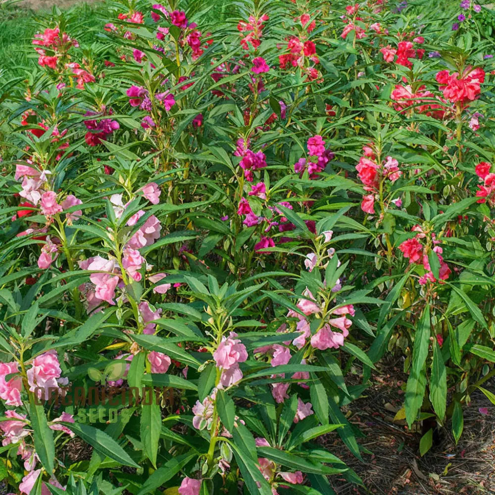 Balsam Bush Flowered Seeds â€“ Elevate Your Gardening Experience With Lush Colorful Blooms Straight