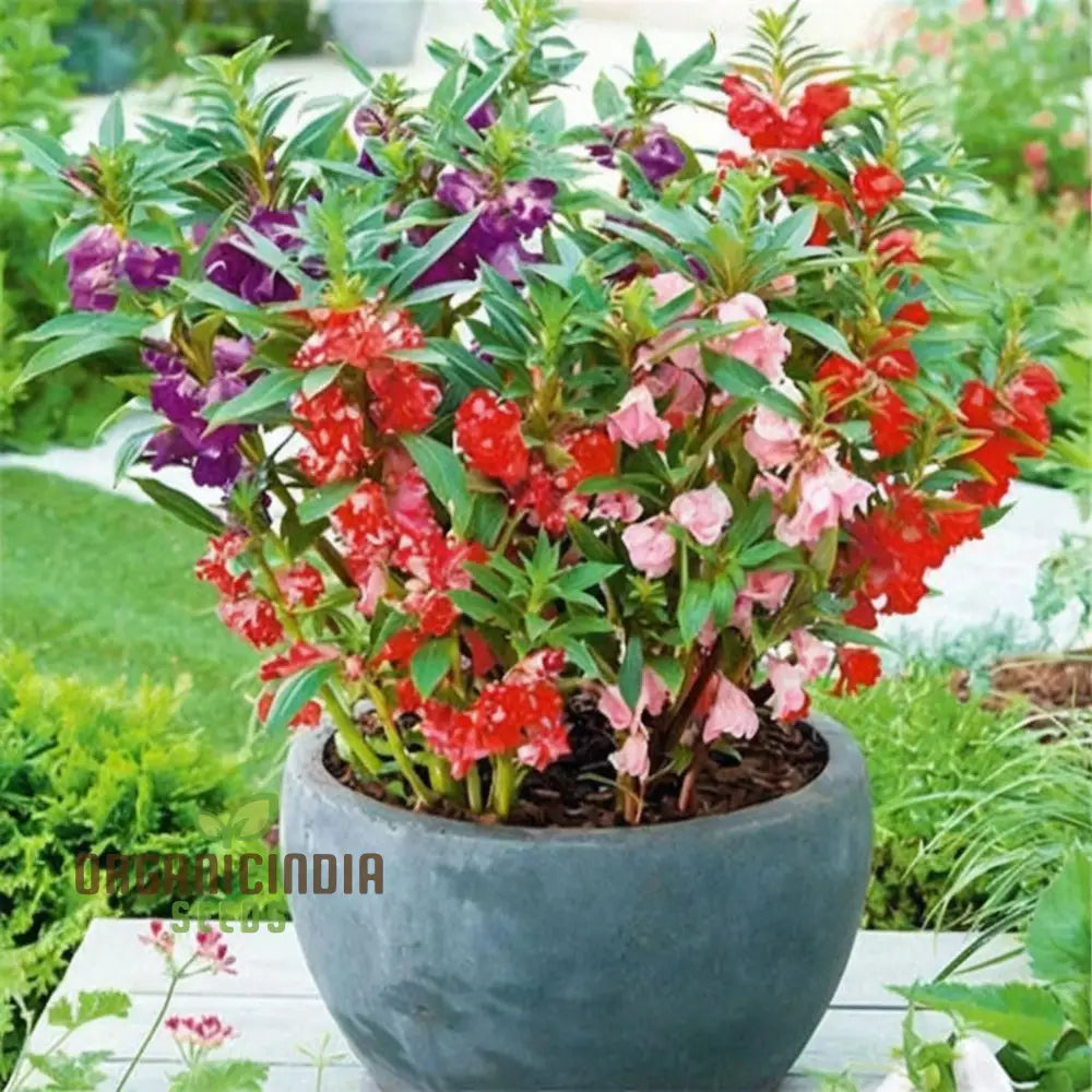 Balsam Bush Flowered Seeds – Elevate Your Gardening Experience With Lush Colorful Blooms Straight