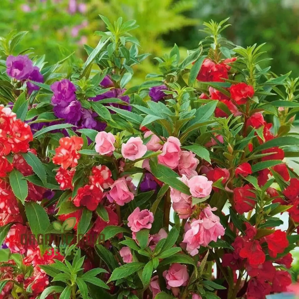 Balsam Bush Flowered Seeds â€“ Elevate Your Gardening Experience With Lush Colorful Blooms Straight