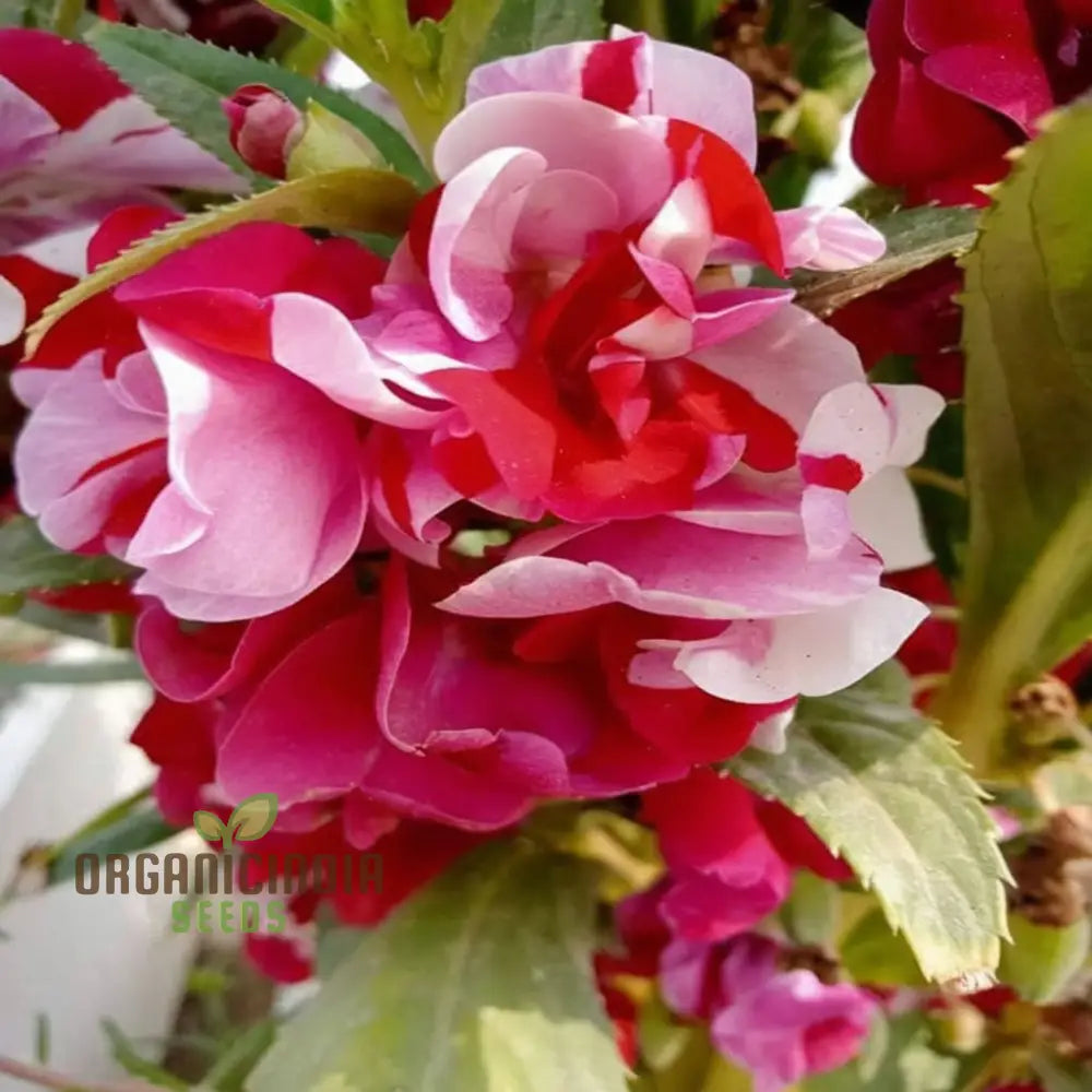 Balsam Single Desi Flower Seeds - Grow Your Own Colorful And Charming Garden Blooms