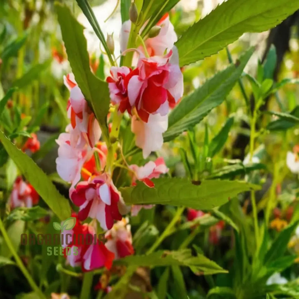 Balsam Single Desi Flower Seeds - Grow Your Own Colorful And Charming Garden Blooms