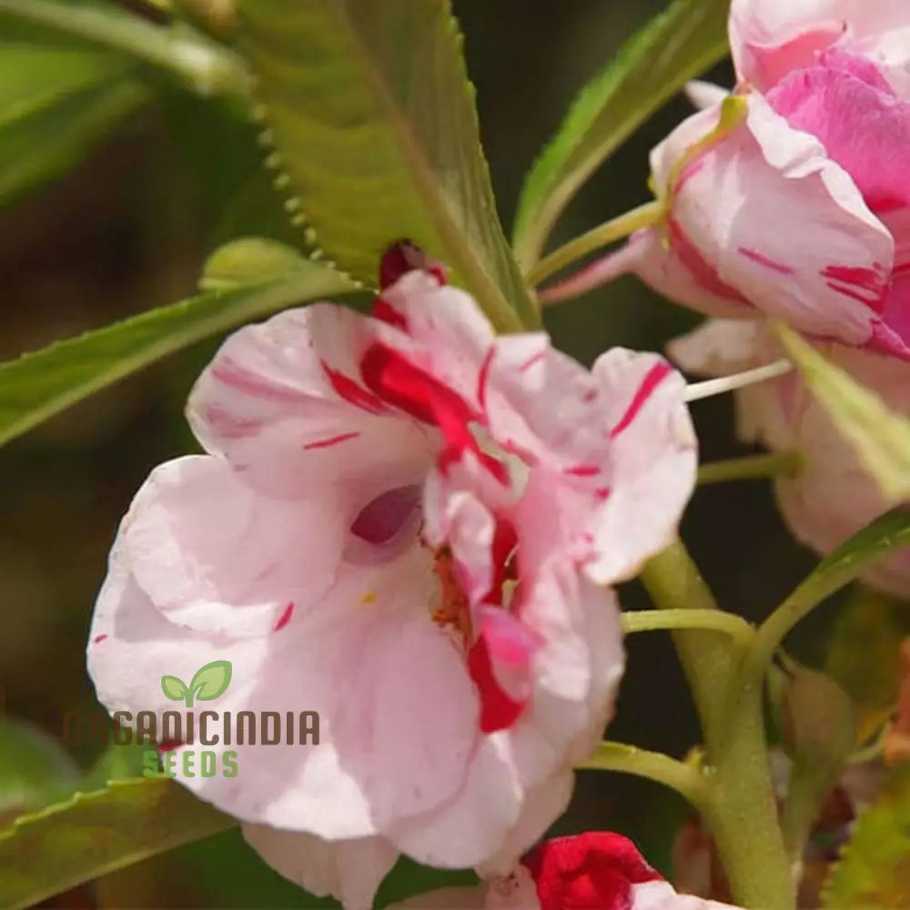 Balsam Single Desi Flower Seeds - Grow Your Own Colorful And Charming Garden Blooms