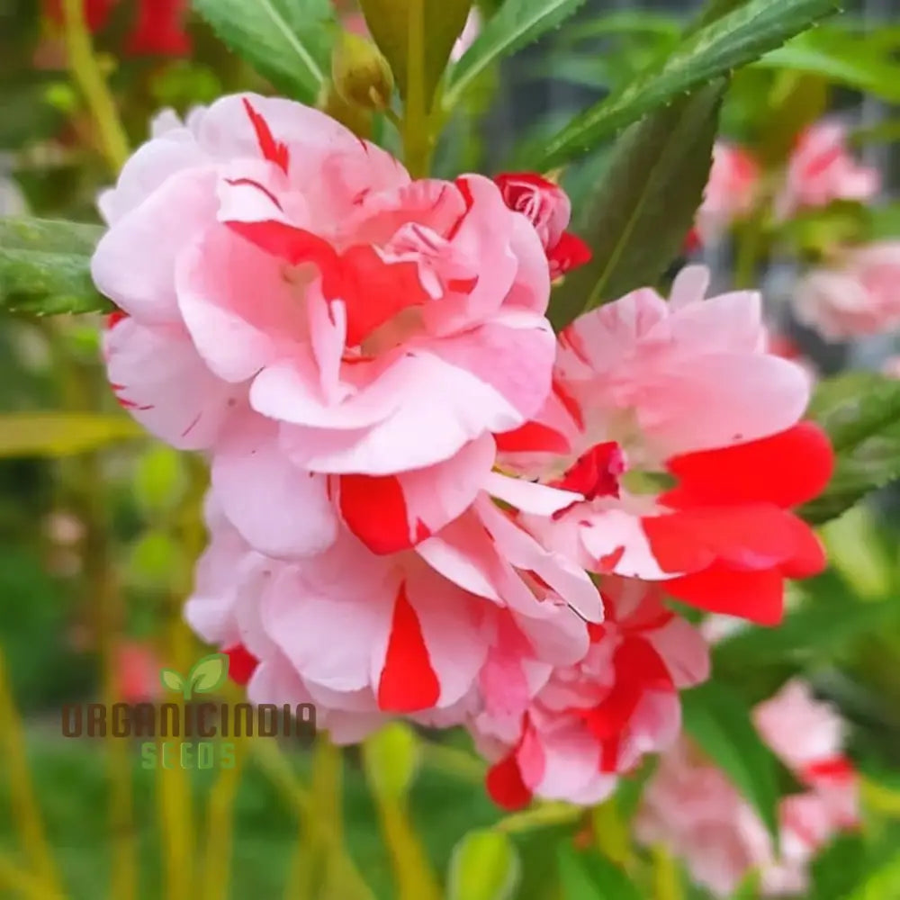 Balsam Single Desi Flower Seeds - Grow Your Own Colorful And Charming Garden Blooms