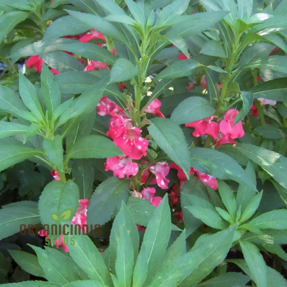 Balsam Tom Thumb Mixed Flower Seeds - Vibrant Compact Blooms Perfect For Gardens Seeds