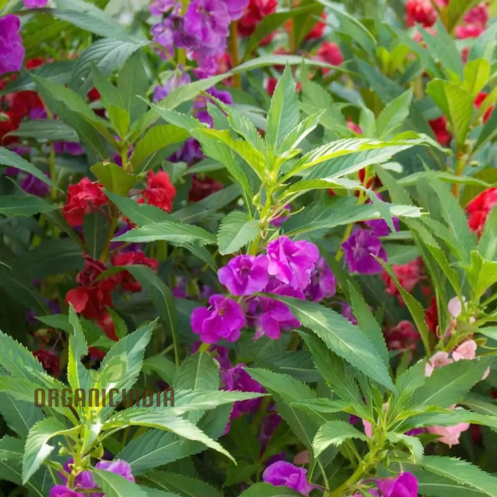 Balsam Tom Thumb Mixed Flower Seeds - Vibrant Compact Blooms Perfect For Gardens Seeds