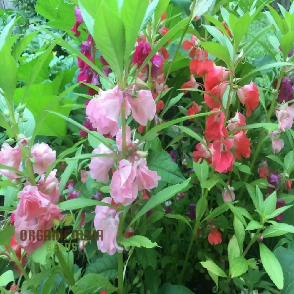 Balsam Tom Thumb Mixed Flower Seeds - Vibrant Compact Blooms Perfect For Gardens Seeds