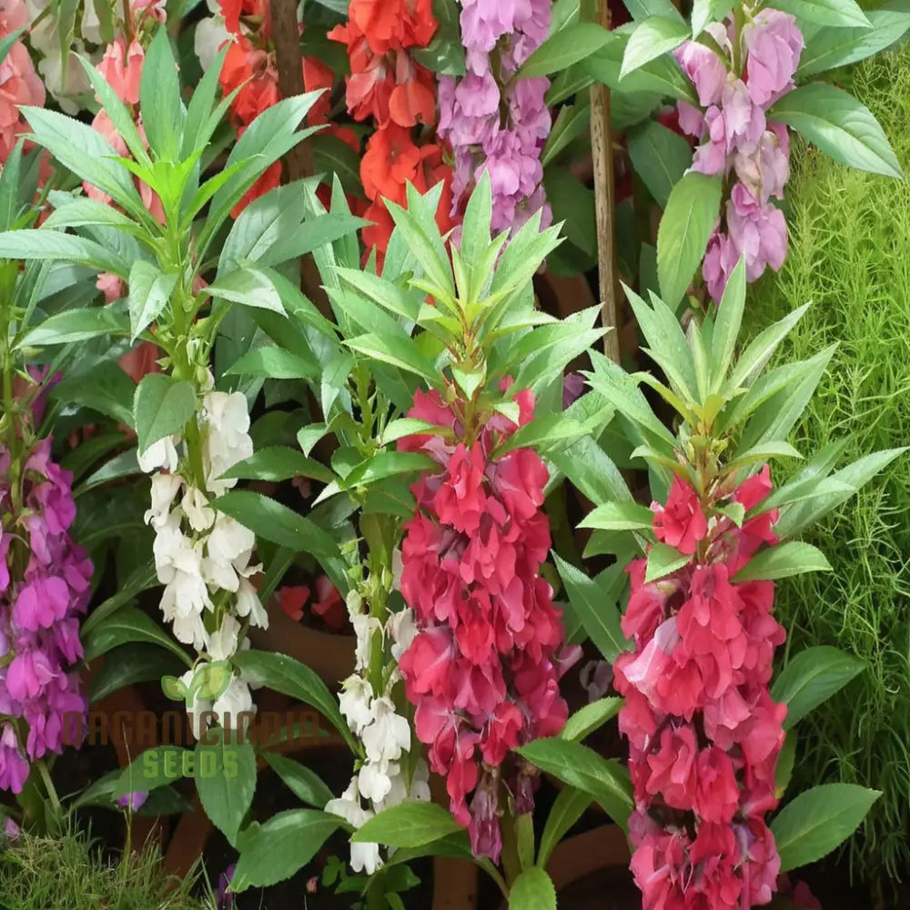 Balsam Tom Thumb Mixed Flower Seeds - Vibrant Compact Blooms Perfect For Gardens Seeds