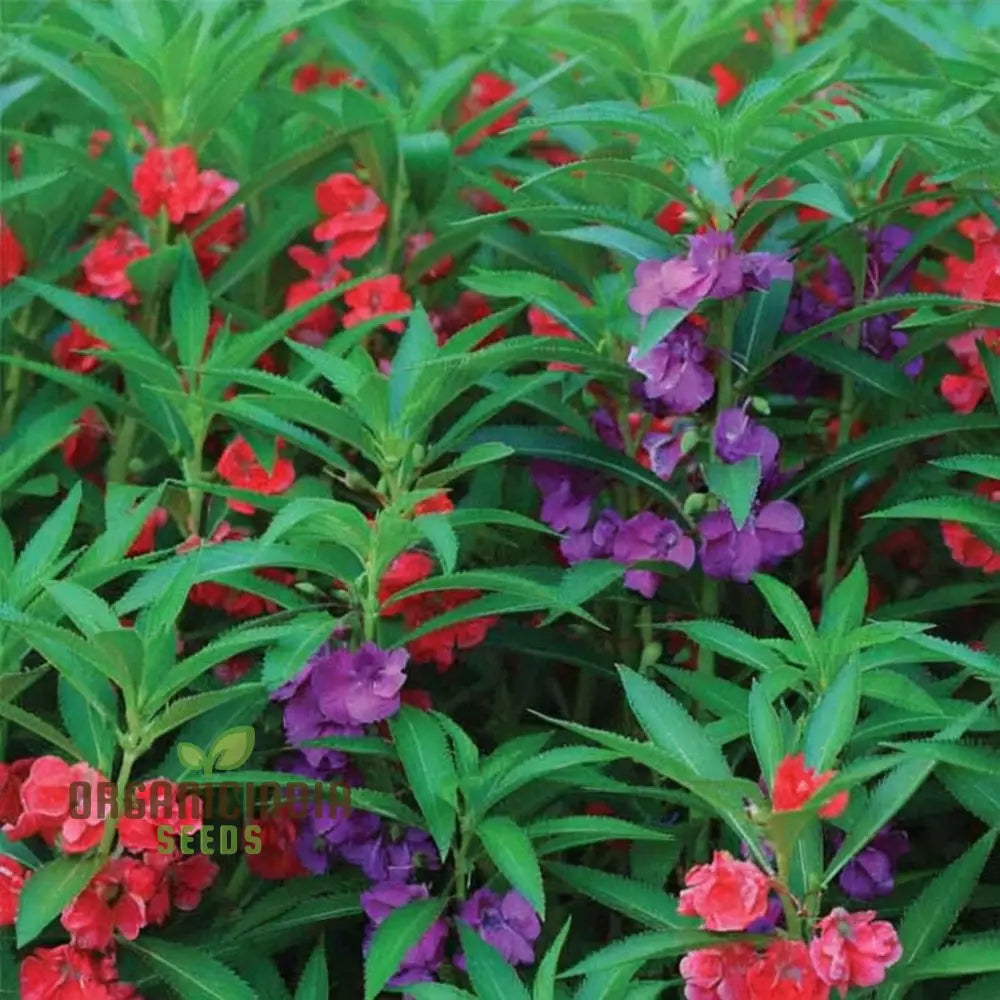 Balsam Tom Thumb Mixed Flower Seeds - Vibrant Compact Blooms Perfect For Gardens Seeds