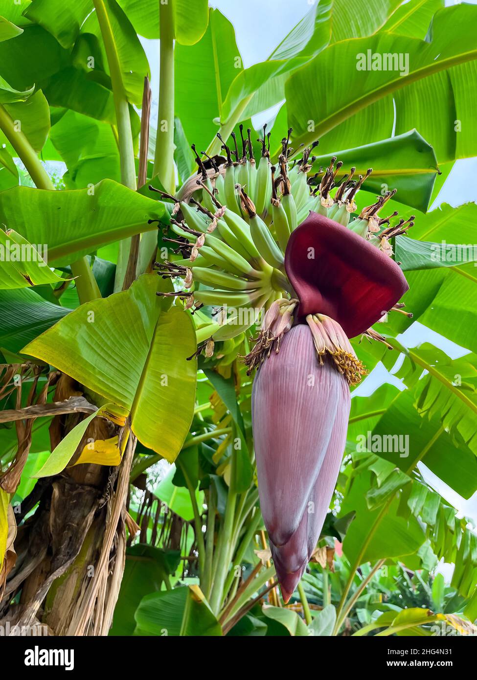 Musa Ornata Blossom Banana Seeds for Planting, 100 pcs - Fruit Seeds