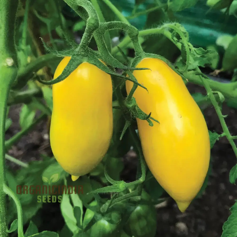 Banana Legs Juicy Yellow Tomatoes Vegetable Seeds For Planting Enhance Your Gardening