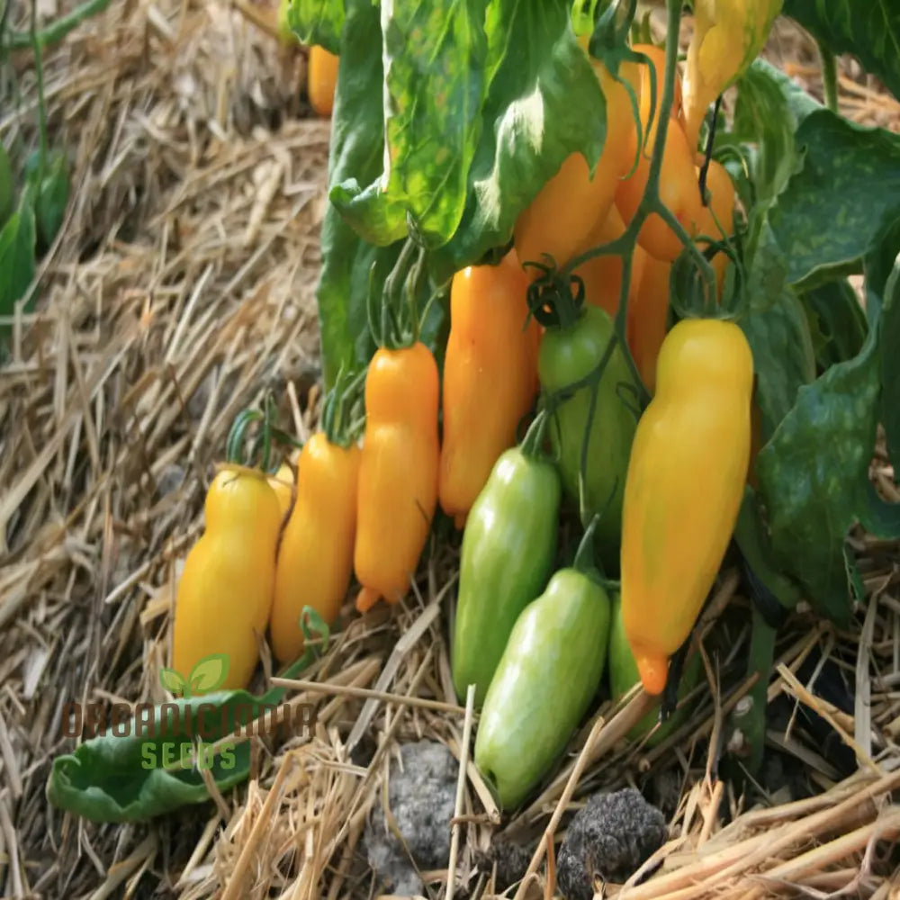 Banana Legs Juicy Yellow Tomatoes Vegetable Seeds For Planting Enhance Your Gardening