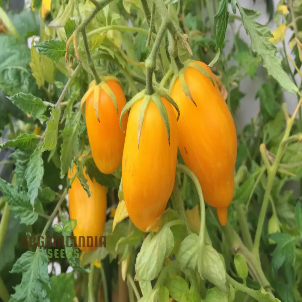 Banana Legs Juicy Yellow Tomatoes Vegetable Seeds For Planting Enhance Your Gardening