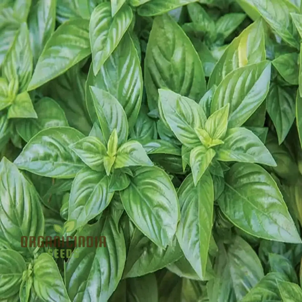 Basil Batik Planting Seeds Premium Organic Seeds For Aromatic And Flavorful Garden Harvests