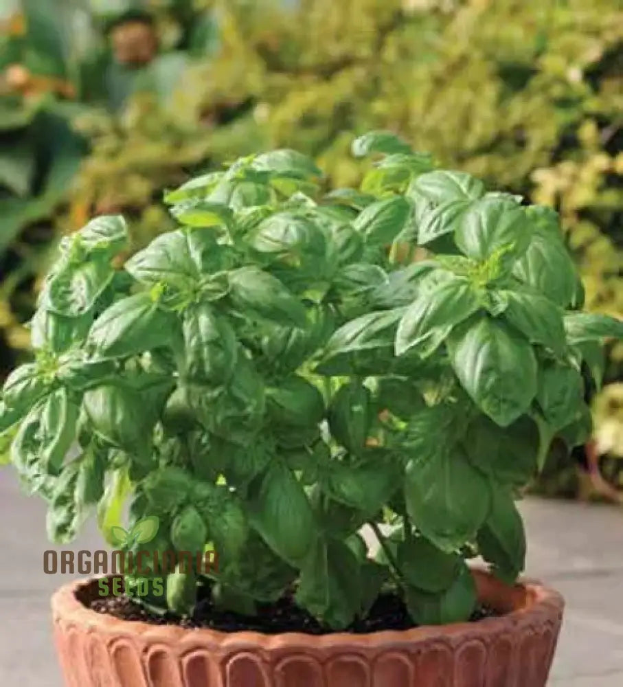 Basil Dolce Fresca Seeds For Planting Premium Sweet Italian Perfect Home Gardens Herb