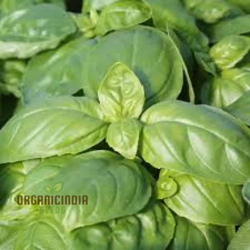 Basil Dolce Fresca Seeds For Planting Premium Sweet Italian Perfect Home Gardens Herb