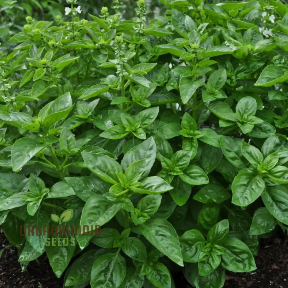 Basil Dolce Fresca Seeds For Planting Premium Sweet Italian Perfect Home Gardens Herb