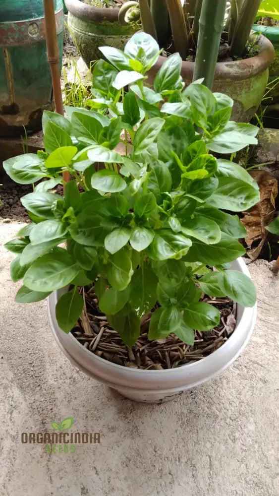 Basil Dolce Fresca Seeds For Planting Premium Sweet Italian Perfect Home Gardens Herb