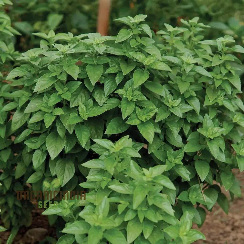 Basil Everleaf Emerald Towers Seeds For Planting Premium Long-Lasting Variety Perfect Indoor &