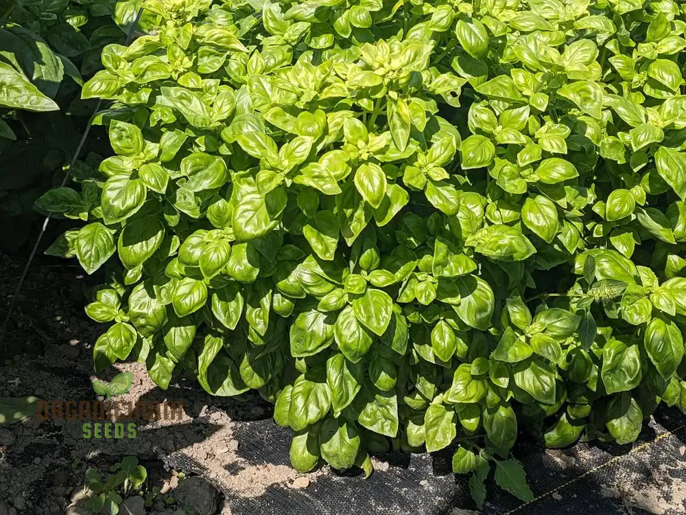 Basil Everleaf Emerald Towers Seeds For Planting Premium Long-Lasting Variety Perfect Indoor &