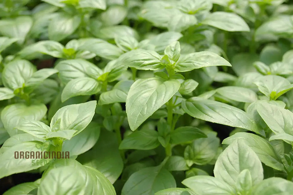 Basil Everleaf Emerald Towers Seeds For Planting Premium Long-Lasting Variety Perfect Indoor &