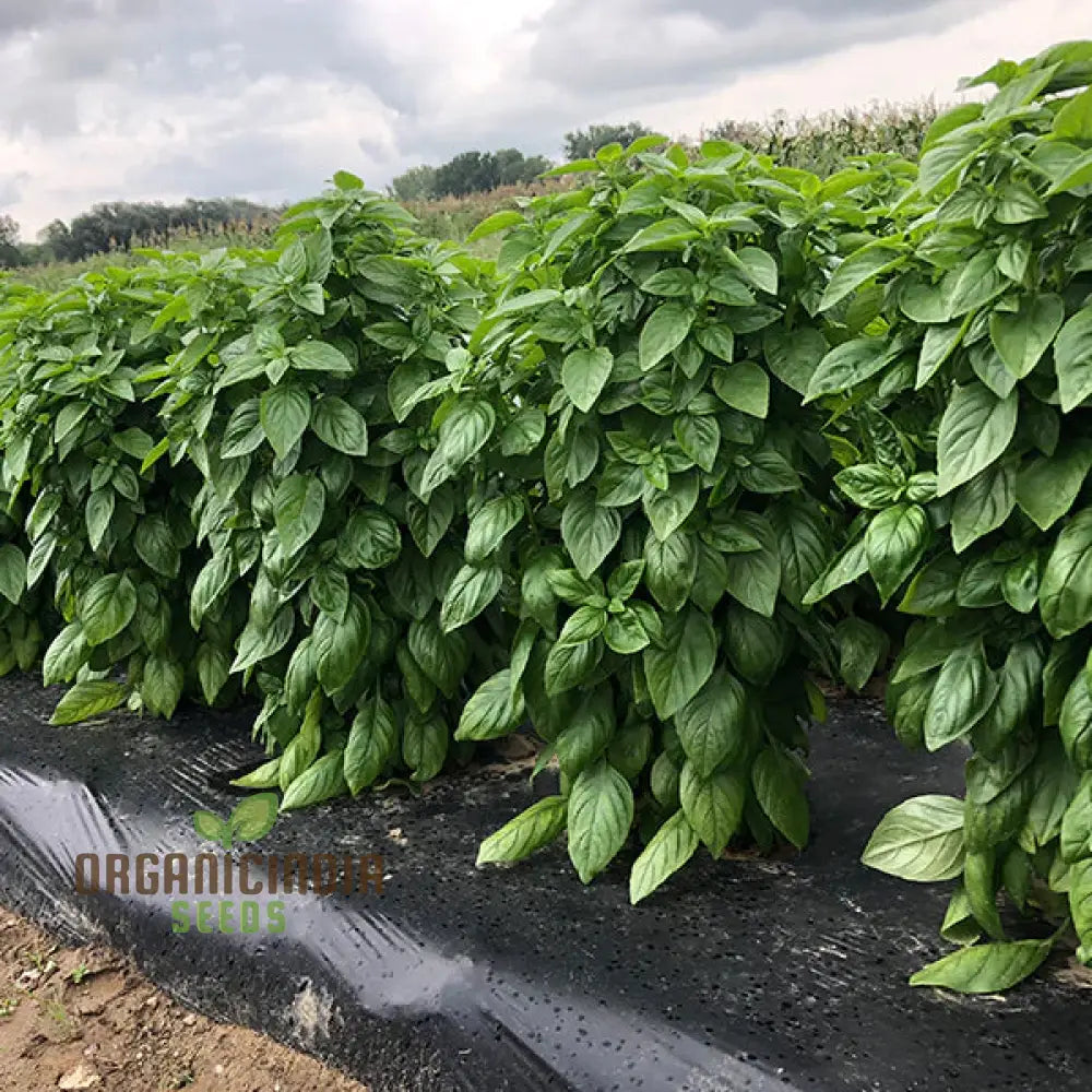 Basil Everleaf Emerald Towers Seeds For Planting Premium Long-Lasting Variety Perfect Indoor &