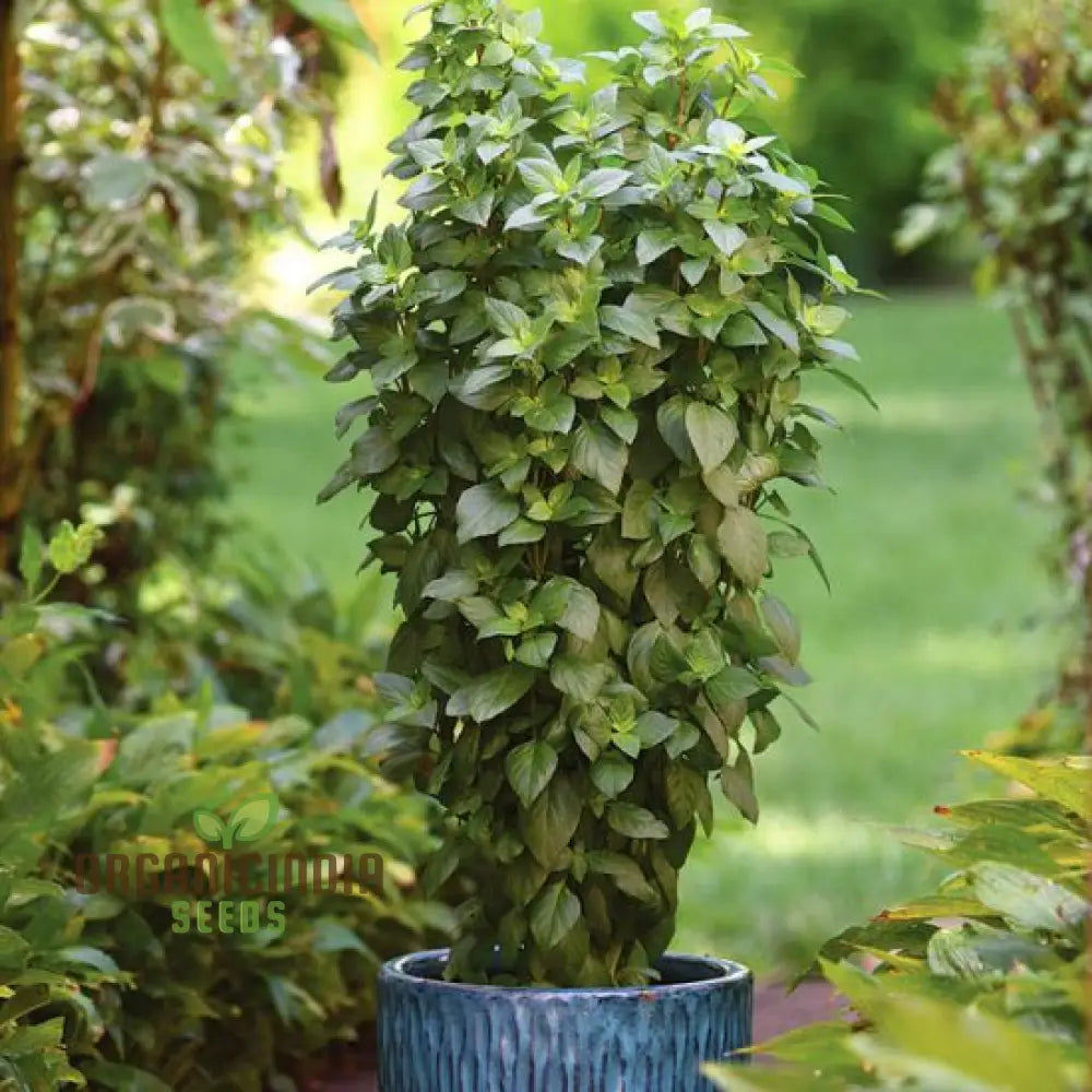 Basil Everleaf Emerald Towers Seeds For Planting Premium Long-Lasting Variety Perfect Indoor &