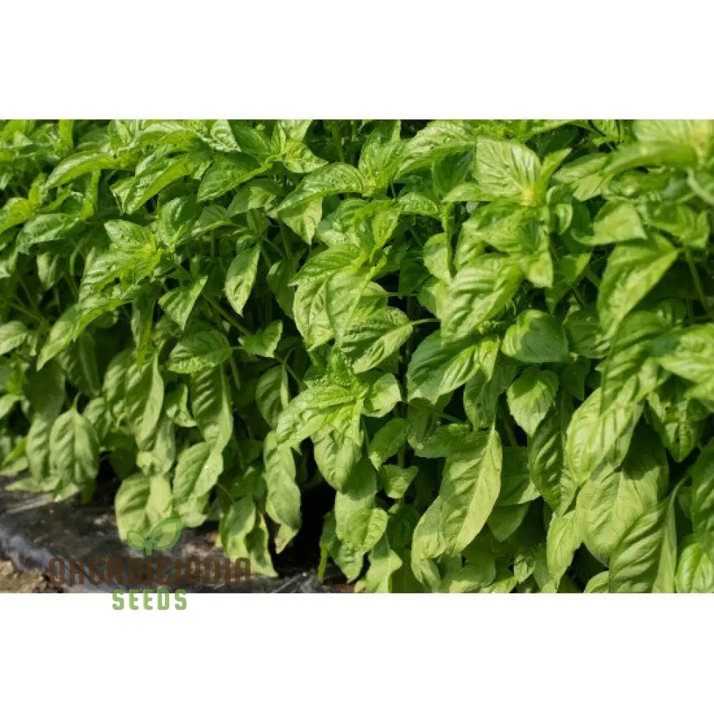 Basil Newton Herb Seeds For Planting Grow Fresh Fragrant In Your Garden Easy-To-Grow Home Gardens