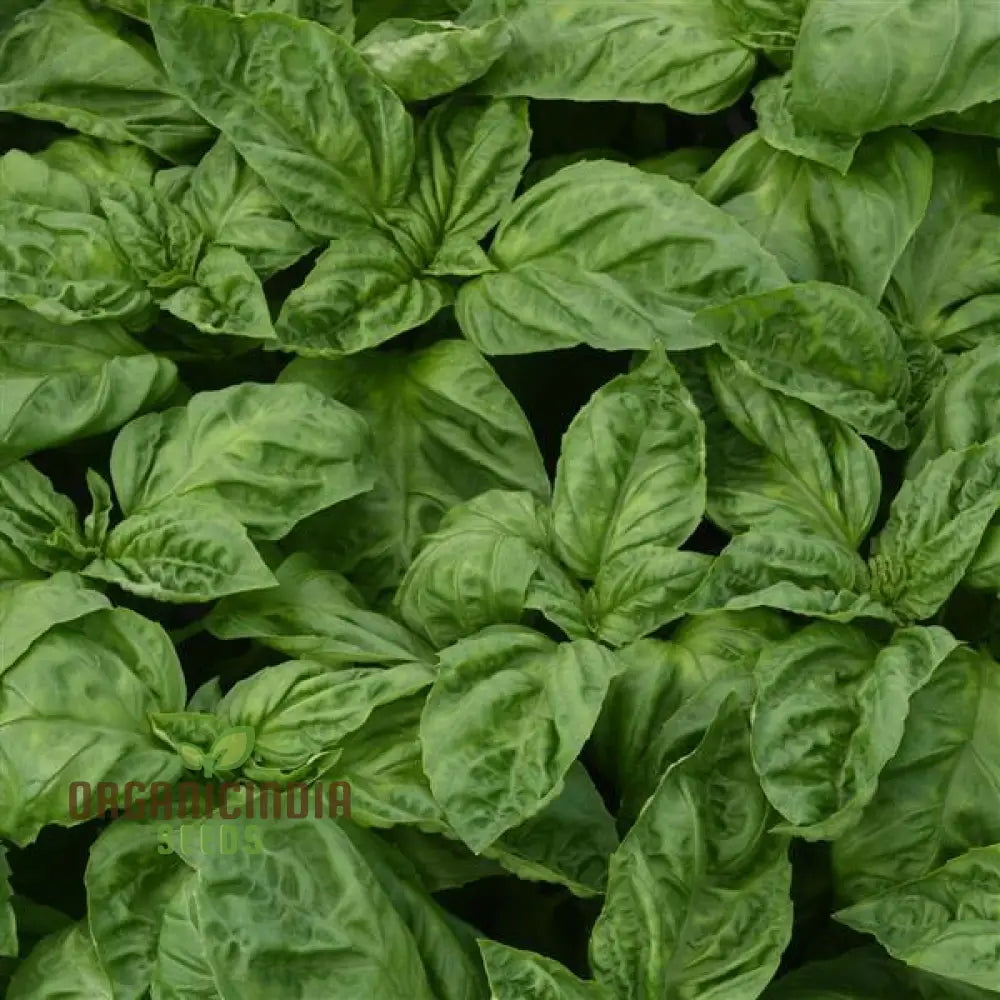 Basil Newton Herb Seeds For Planting Grow Fresh Fragrant In Your Garden Easy-To-Grow Home Gardens