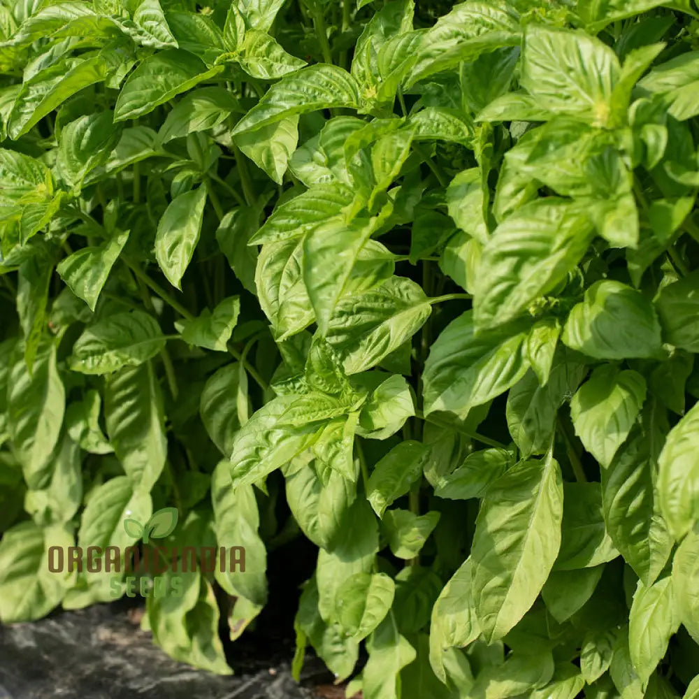 Basil Newton Herb Seeds For Planting Grow Fresh Fragrant In Your Garden Easy-To-Grow Home Gardens