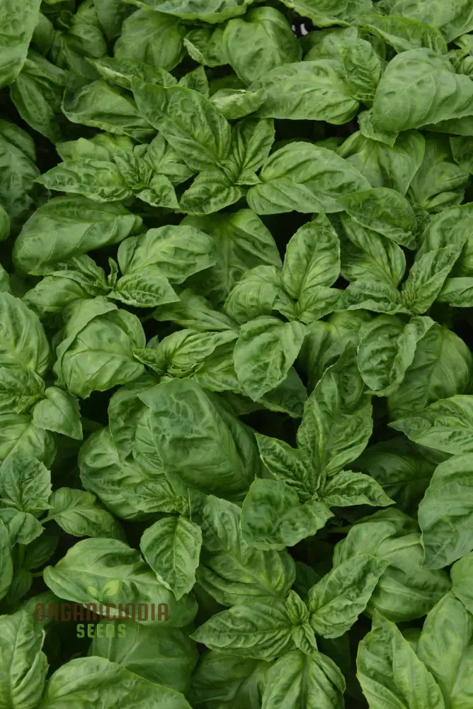 Basil Newton Herb Seeds For Planting Grow Fresh Fragrant In Your Garden Easy-To-Grow Home Gardens