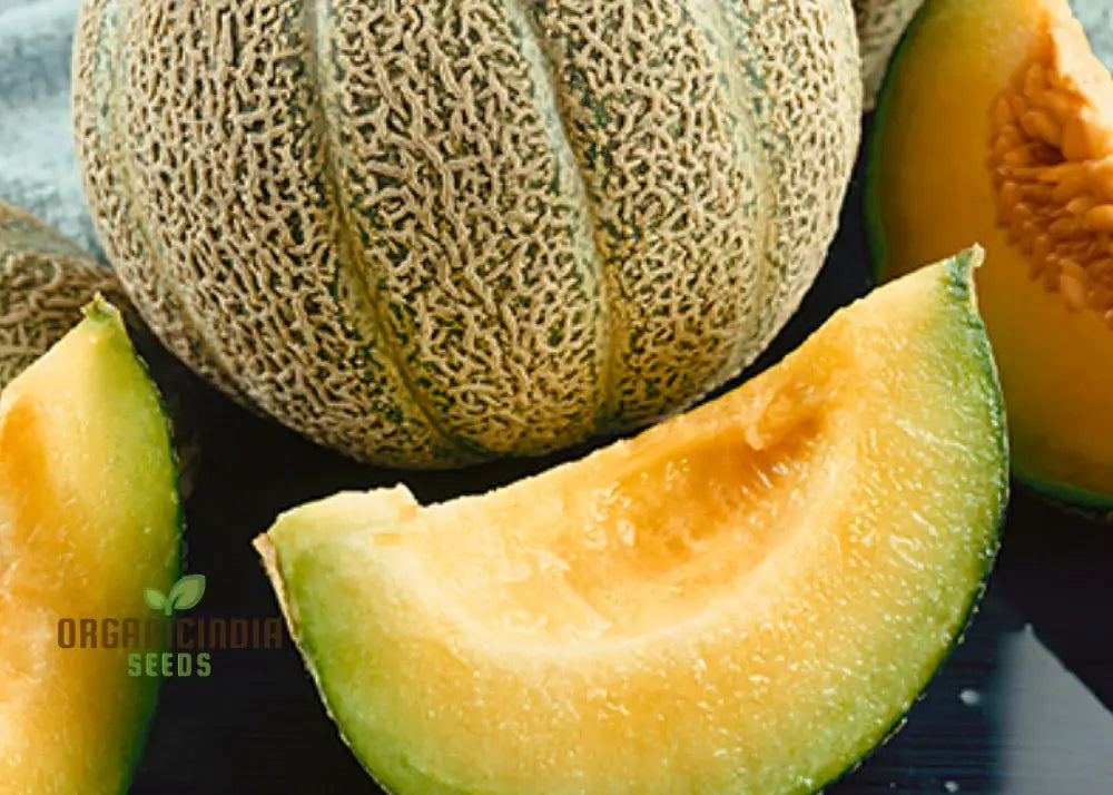 Bask In Garden Splendor Organic Rocky Ford Green Flesh Melon Heirloom Seeds For Planting