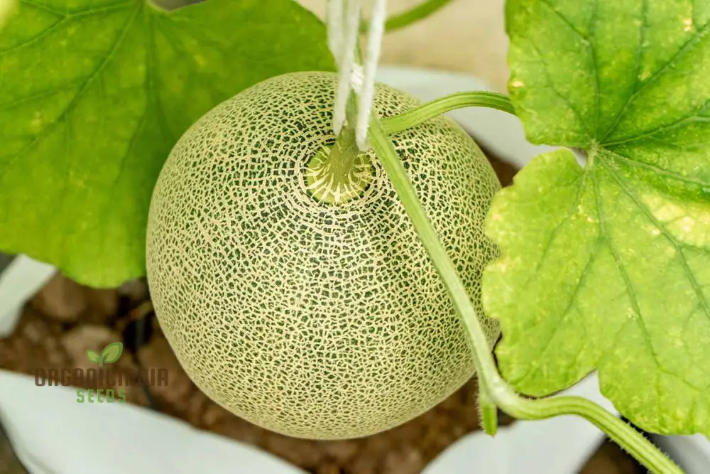 Bask In Garden Splendor Organic Rocky Ford Green Flesh Melon Heirloom Seeds For Planting