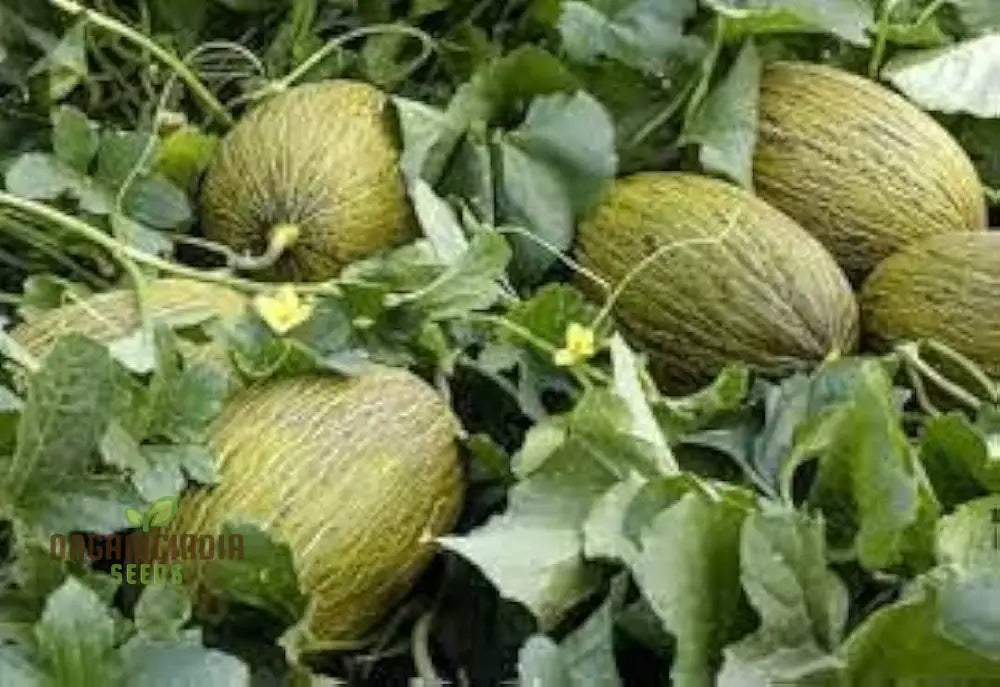 Bask In Garden Splendor Organic Rocky Ford Green Flesh Melon Heirloom Seeds For Planting