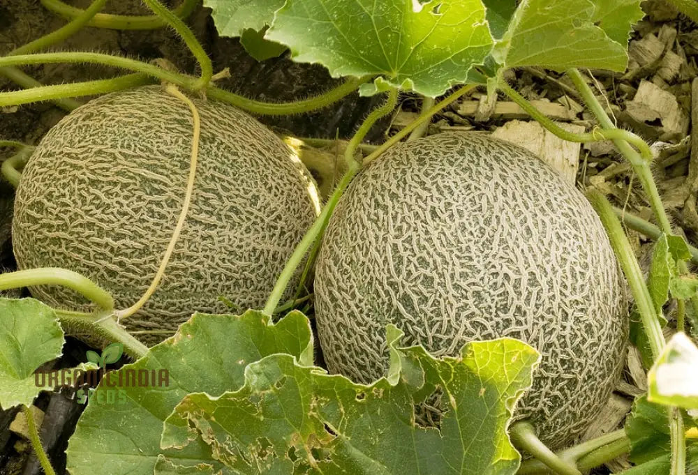 Bask In Garden Splendor Organic Rocky Ford Green Flesh Melon Heirloom Seeds For Planting