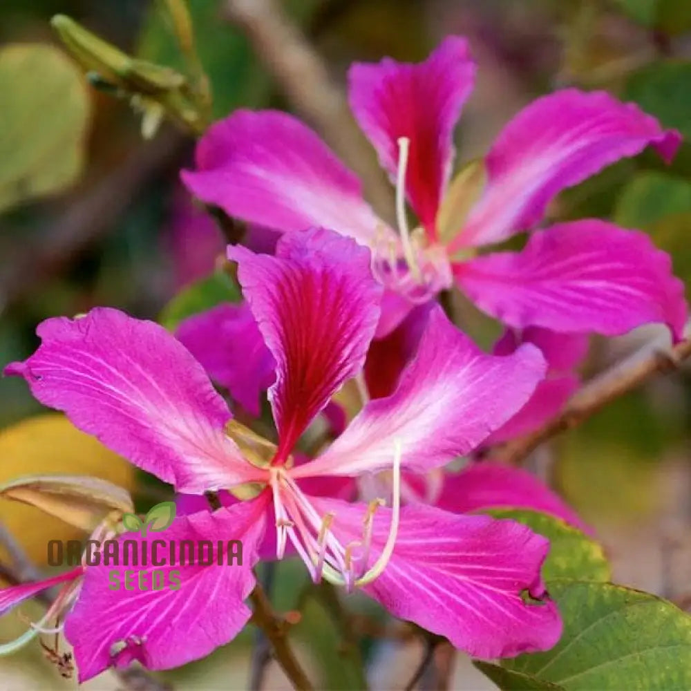 Bauhinia Purpurea Seeds For Planting: Rare Orchid Tree For Your Serene Garden Oasis - Shop Now