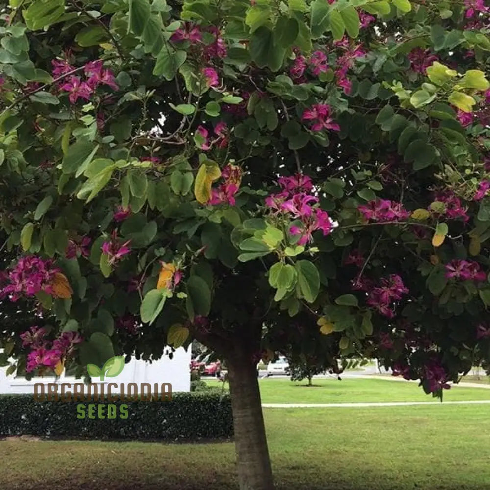 Bauhinia Purpurea Seeds For Planting: Rare Orchid Tree For Your Serene Garden Oasis - Shop Now