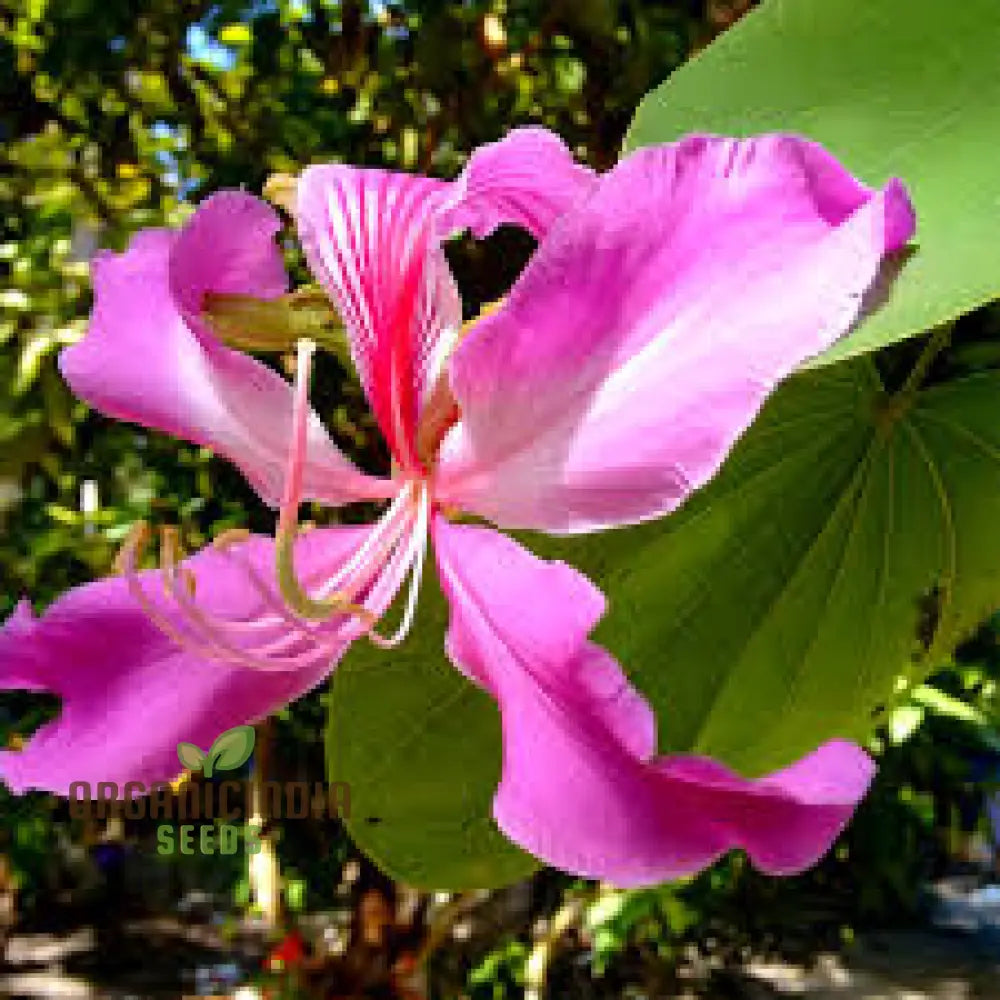 Bauhinia Purpurea Seeds For Planting: Rare Orchid Tree For Your Serene Garden Oasis - Shop Now