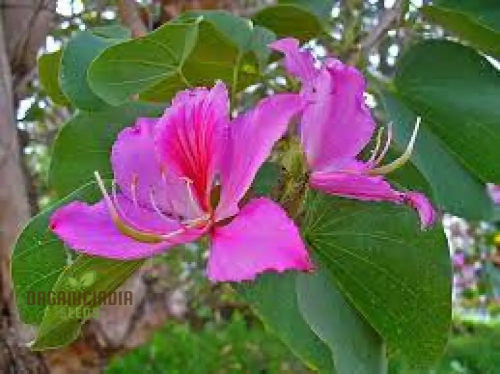 Bauhinia Purpurea Seeds For Planting: Rare Orchid Tree For Your Serene Garden Oasis - Shop Now